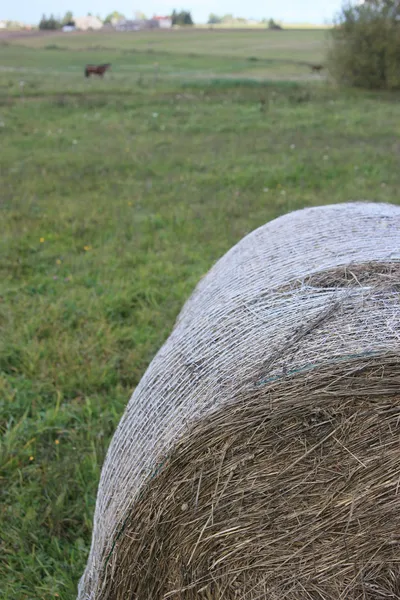 Hö rulle i landet — Stockfoto