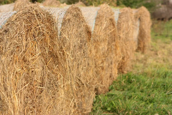 Крупный план рулонов сена — стоковое фото