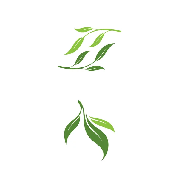 Olive Leaf Vector Illustration Design Template — Stock Vector