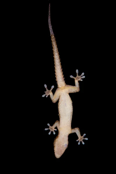 Gecko de volta — Fotografia de Stock
