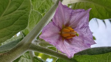 Patlıcan çiçekleri bahçemde çiçek açar.