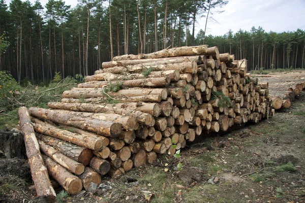 Plank in the Forest - Wood — Stock Photo, Image