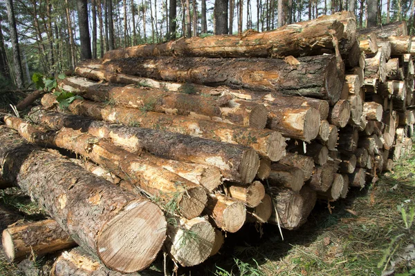 Plank in the Forest - Wood — Stock Photo, Image