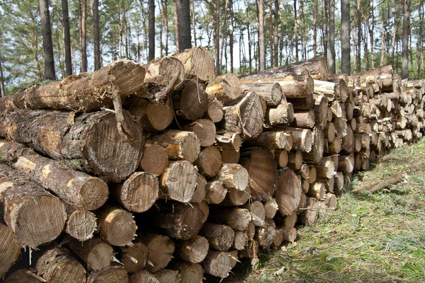 Plank in the Forest - Wood — Stock Photo, Image