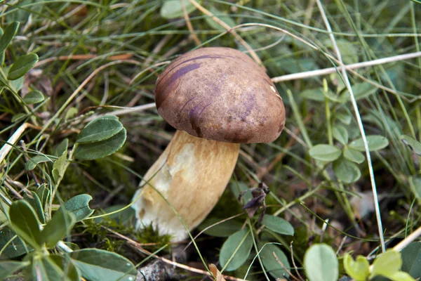 Μανιτάρι - καφέ bolete — Φωτογραφία Αρχείου