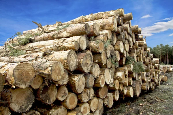 Plank in the Forest - Wood against the sky — Stock Photo, Image