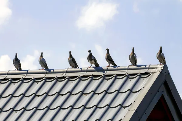 Gołębie na dachu — Zdjęcie stockowe