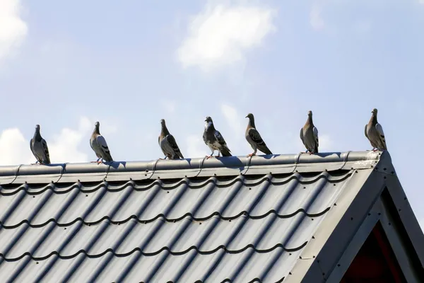 Palomas en el techo — Foto de Stock