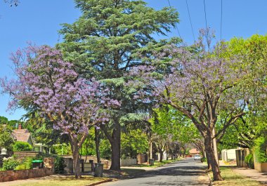 küçük banliyö sokak yeşil ağaçlar ve tam çiçeklenme jakaranda. Adelaide, Avustralya