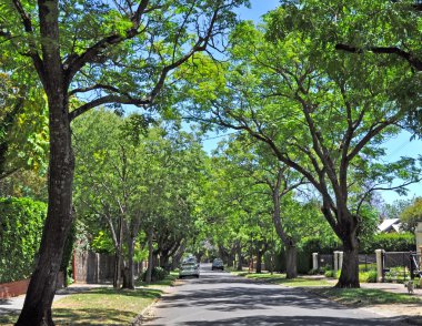 yeşil ağaçlar, küçük banliyö sokak dolu. Adelaide, Avustralya