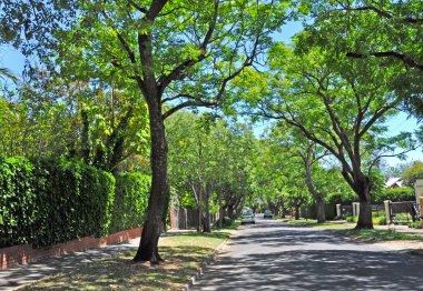 yeşil ağaçlar, küçük banliyö sokak dolu. Adelaide, Avustralya