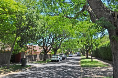 yeşil ağaçlar, küçük banliyö sokak dolu. Adelaide, Avustralya