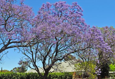 küçük banliyö sokak tam çiçeklenme jakaranda ve yeşil ağaçlar. Adelaide, Avustralya