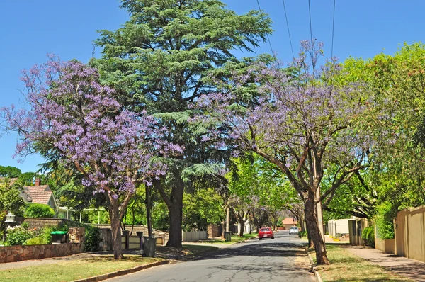 Malé předměstské ulici plné zelených stromů a kvetoucí jacaranda. Adelaide, Austrálie — Stock fotografie