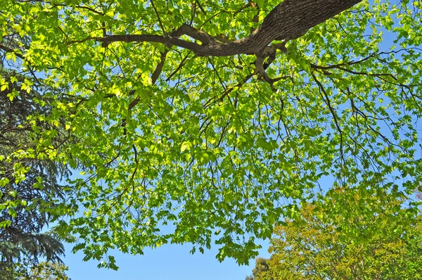 Alberi verdi contro il cielo blu. E 'primavera. Australia — Foto Stock