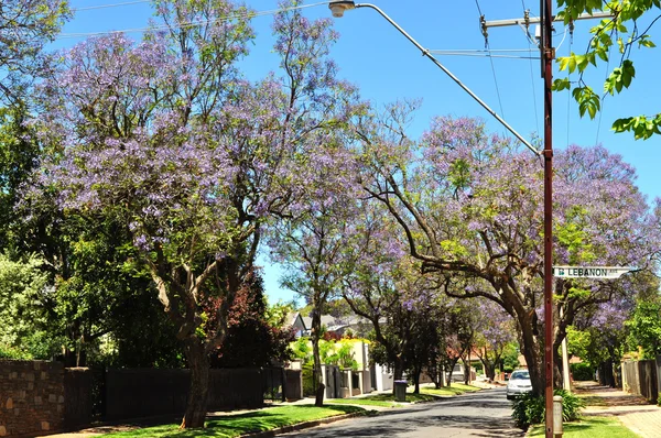 Malé předměstské ulici plné zelených stromů. Adelaide, Austrálie — Stock fotografie
