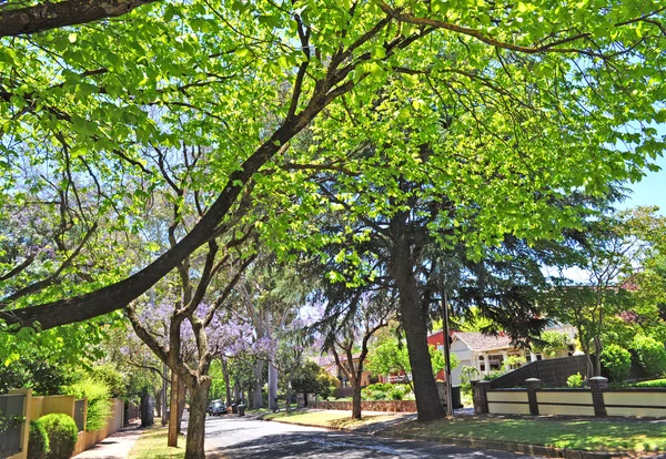 Malé předměstské ulici plné zelených stromů. Adelaide, Austrálie — Stock fotografie