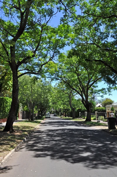 Pequena rua suburbana cheia de árvores verdes. Adelaide, Austrália — Fotografia de Stock
