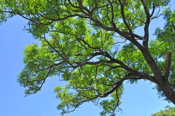 Alberi verdi contro il cielo blu. E 'primavera. Australia — Foto Stock