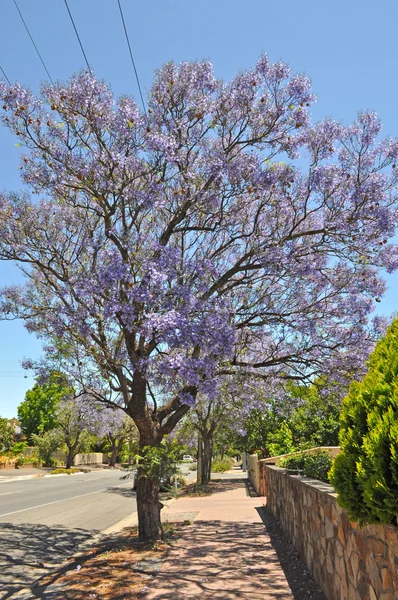 Malé předměstské ulici plné kvetoucí jacaranda a zelené stromy. Adelaide, Austrálie — Stock fotografie