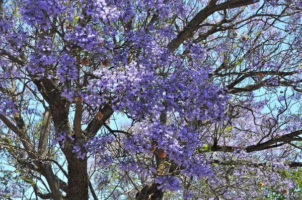 Alberi di jacaranda in fiore contro il cielo blu. Adelaide, Australia — Foto Stock