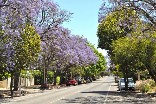 Malé předměstské ulici plné kvetoucí jacaranda a zelené stromy. Adelaide, Austrálie — Stock fotografie