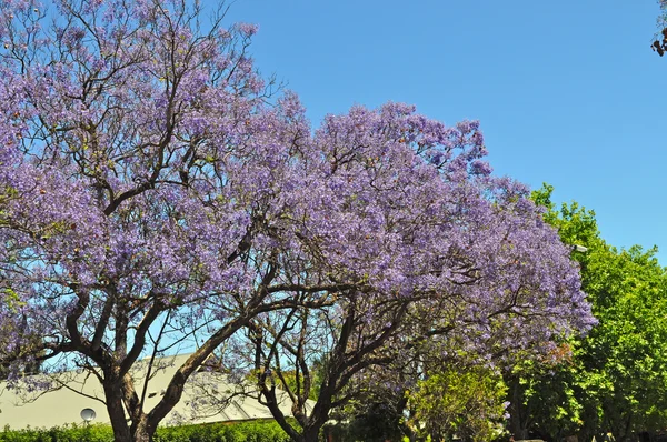 Piccola strada suburbana piena di jacaranda in fiore e alberi verdi. Adelaide, Australia — Foto Stock