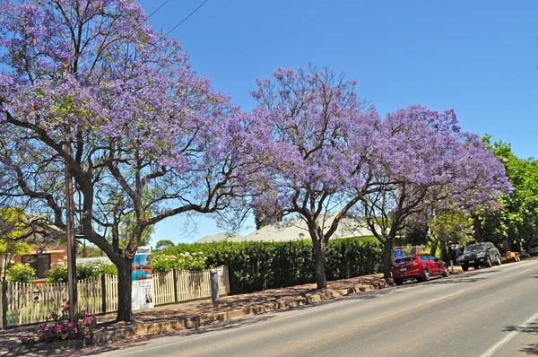 Weinig suburban straat vol met bloeiende jacaranda en groene bomen. Adelaide, Australië — Stockfoto