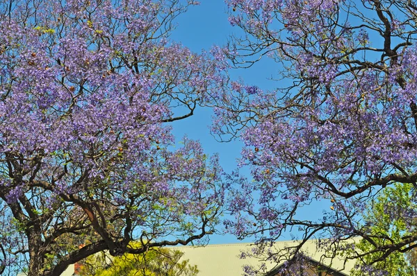 Piccola strada suburbana piena di jacaranda in fiore e alberi verdi. Adelaide, Australia — Foto Stock