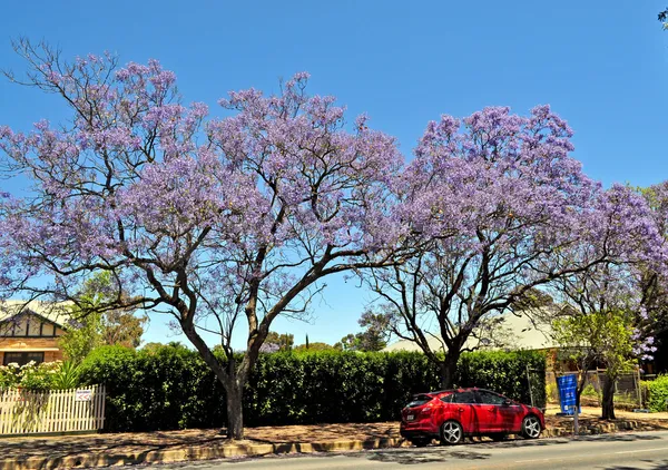 Pequeña calle suburbana llena de jacaranda floreciente y árboles verdes. Adelaida, Australia —  Fotos de Stock