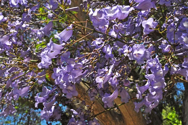 Alberi di jacaranda in fiore contro il cielo blu. Adelaide, Australia — Foto Stock