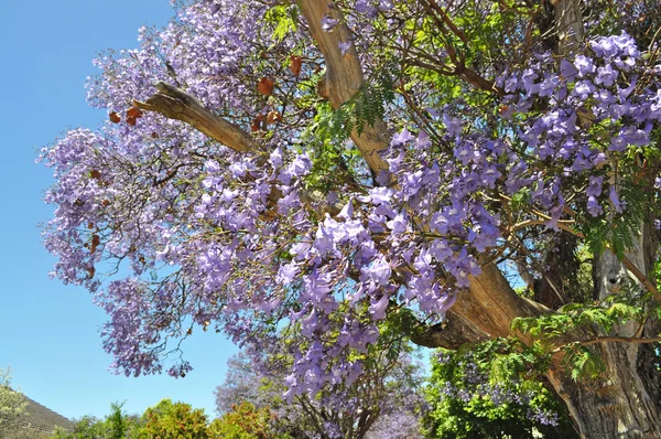 Alberi di jacaranda in fiore contro il cielo blu. Adelaide, Australia — Foto Stock