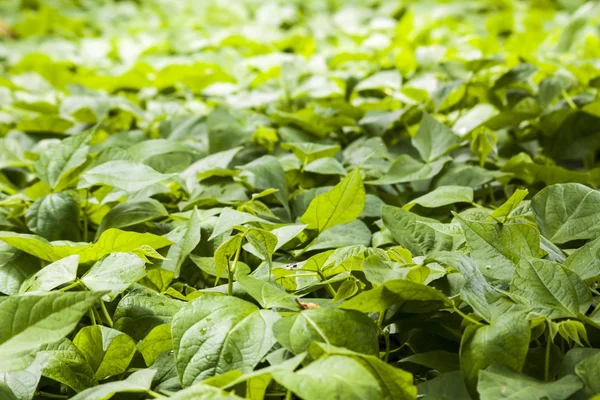 Campo di fagioli verdi con profondità di campo poco profonda — Foto Stock