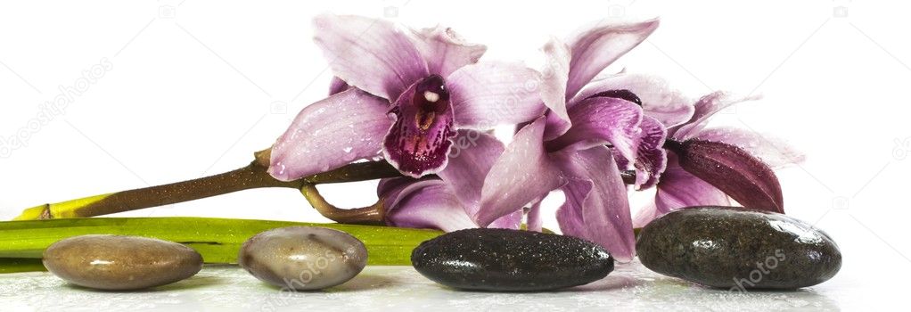 Orchid and stones on white background,white background