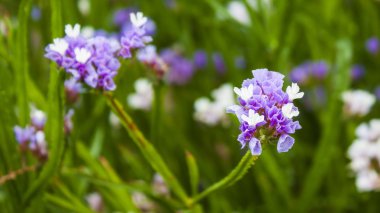 mor ve beyaz statice Çiçek bahçesinde