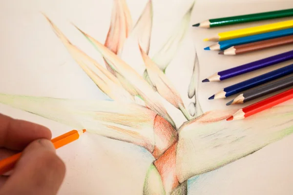 Hand pencil colour drawing Strelitzia — Stock Photo, Image