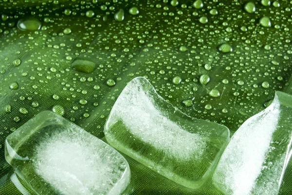 Nedves zöld levél háttér jégkockát — Stock Fotó