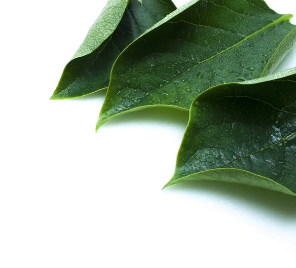 Natte bladeren op natte groene bladeren achtergrond — Stockfoto