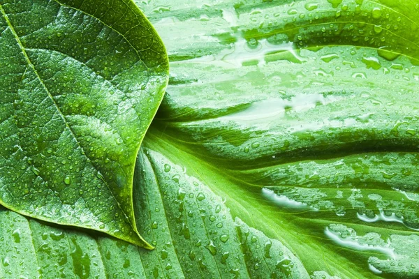 Nasse Blätter auf nassem grünen Hintergrund — Stockfoto