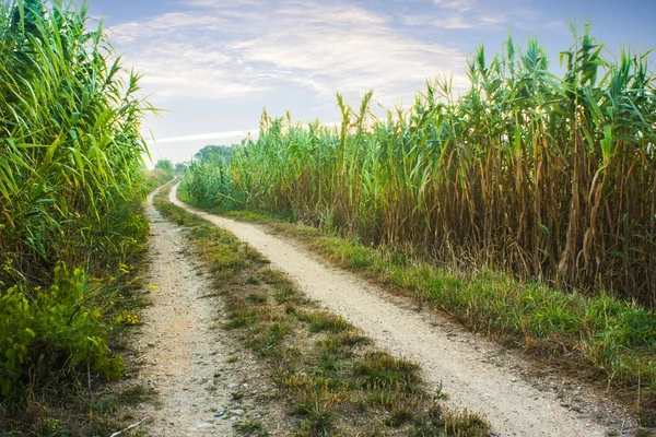 Camino de la tarde — Foto de Stock