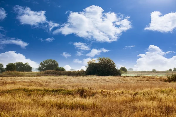 Pradera verde con árboles y cielo azul nublado —  Fotos de Stock