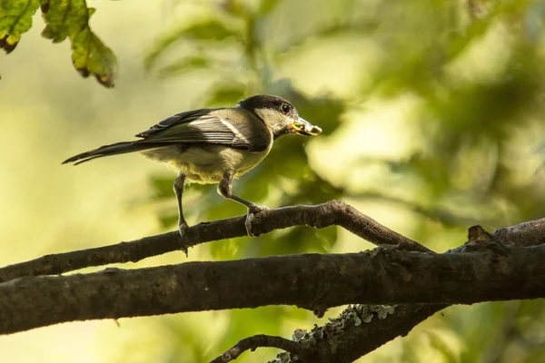 Bird in forest — Stock Photo, Image