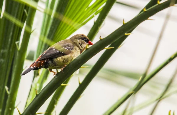 Roter avadavat — Stockfoto