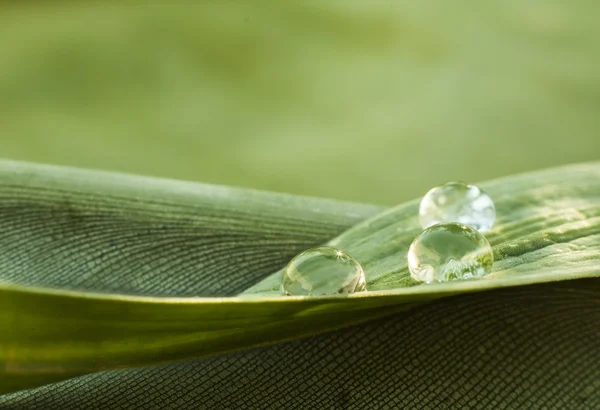 Hoja de planta verde con gotas —  Fotos de Stock