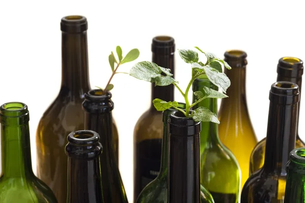 Empty glass bottles with plant — Stock Photo, Image