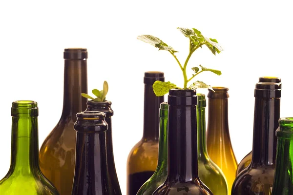 Empty glass bottles with plant — Stock Photo, Image