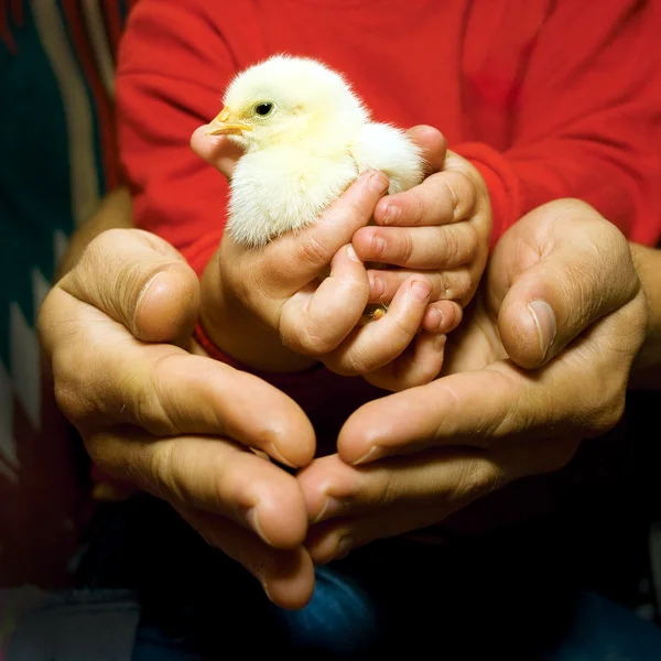 Chick in child 's and adult' s hands — стоковое фото