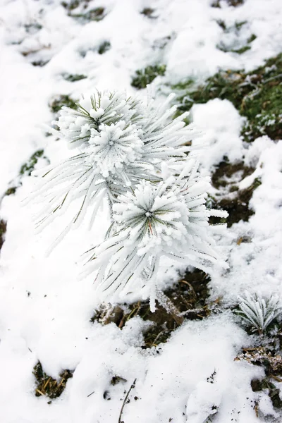 Маленькая сосна, покрытая снегом — стоковое фото