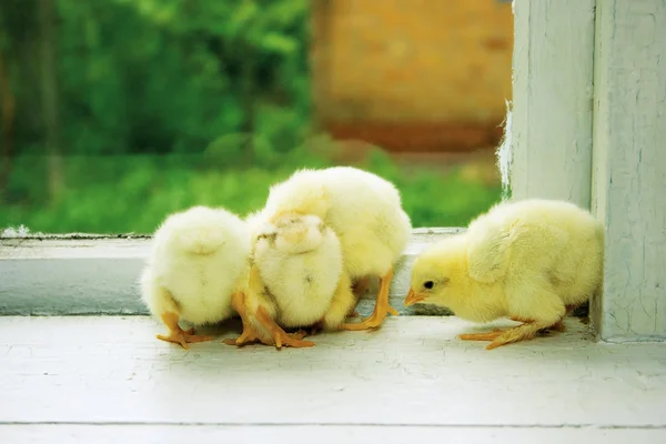Chicks on the windowsill — Stock Photo, Image