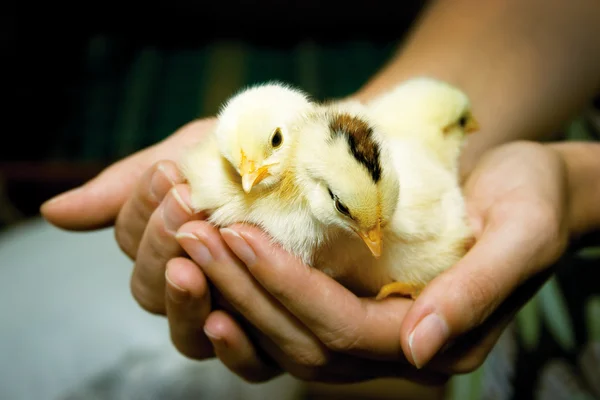 Kurczaki w dłoniach — Zdjęcie stockowe